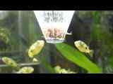 Filmpje van kogelvisjes die voer krijgen uit drijvende voerring