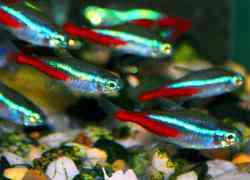 Aquariumvissen en weerstand antibiotica