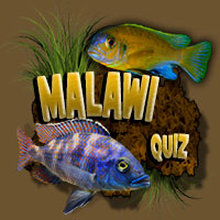 Malawi Aquarium Vissen Quiz