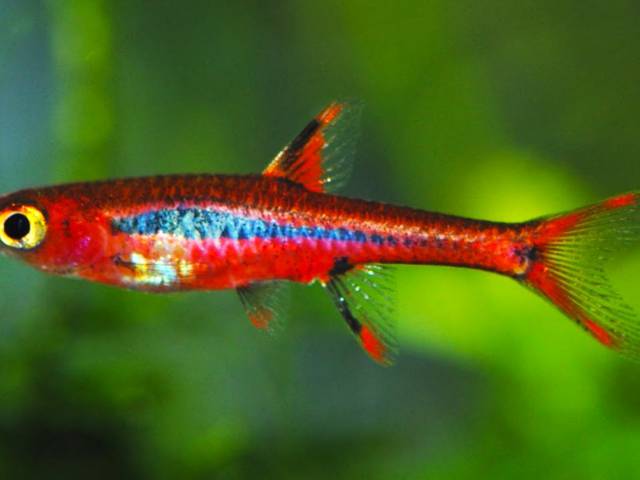 reparatie dienblad Bewijs Kleinste vissen voor nano aquarium