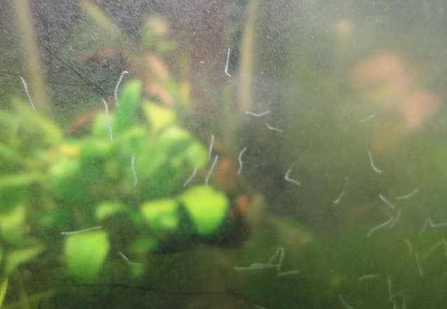 Ongewenste Planaria wormen plaag aan aquarium ruit bestrijden