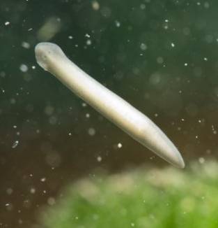 Kleine streepjes Planaria worm op ruit van aquarium
