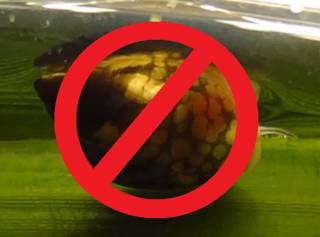 Bestrijdingsmiddelen gif tegen aquariumslakken