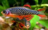 Geruïneerd afwijzing Ewell Kleinste vissen voor nano aquarium