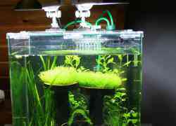 Nano aquarium met kleine vissen
