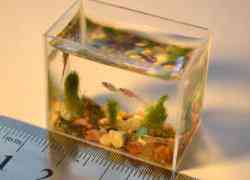 Kleinste aquarium ter wereld