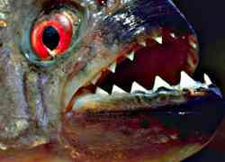 Gratis kaartje horrorfilm Piranha
