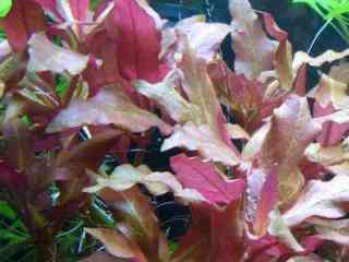 Alternanthera cardinalis - Aquarium planten
