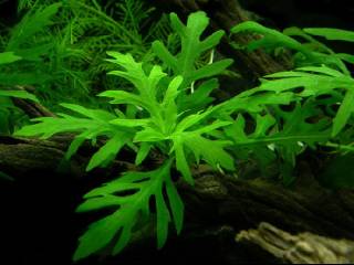 Vaantjesplant - Aquarium planten