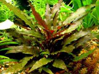 Cryptocoryne indonesii - Aquarium planten