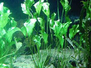 Eenden sla - Aquarium planten