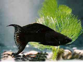 Black molly - Aquarium vissen