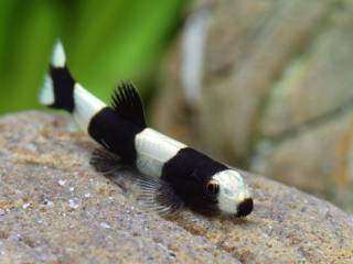 Panda modderkruipers - Aquarium vissen