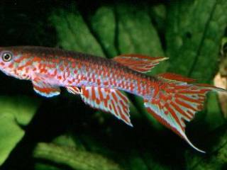 Aphyosemion lamberti - Aquarium vissen