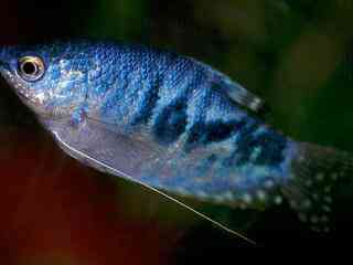 Blauwe goerami - Aquarium vissen