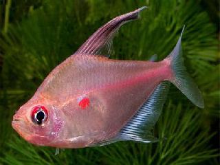 Bloedvlektetra - Aquarium vissen