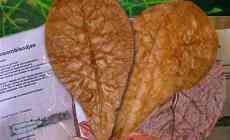 Wilde amandelboomblad biedt bescherming tegen ei-beschimmeling