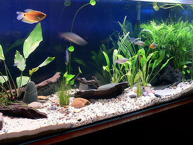 Mijn aquarium