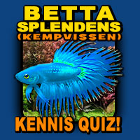 Betta Splendens Quiz